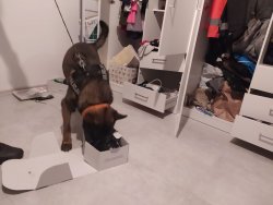 Pies policyjny podczas przeszukania w mieszkaniu zatrzymanego