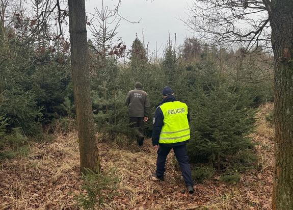 Las. Policjant i strażnik leśny idą wśród choinek, kontrolując drzewostan.